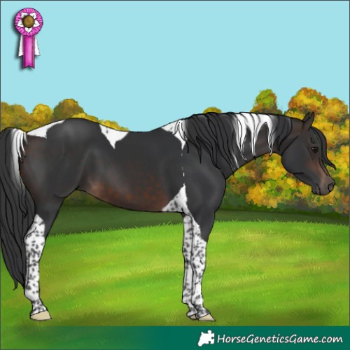 Horse Color:Brown Mushroom Tobiano 