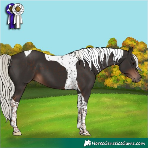 Horse Color:Liver Chestnut Mushroom Tobiano 