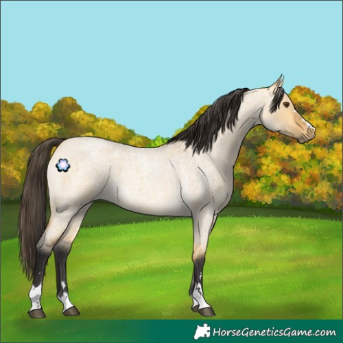 Horse Color:Buckskin Roan Dun
