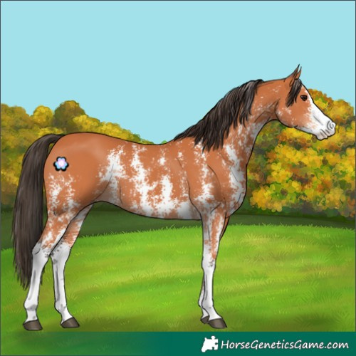 Horse Color:Bay Sabino 