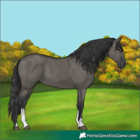 Horse Color:Grullo Sabino Rabicano