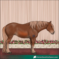 Horse Color:Chestnut 