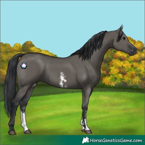 Horse Color:Grullo Sabino Rabicano