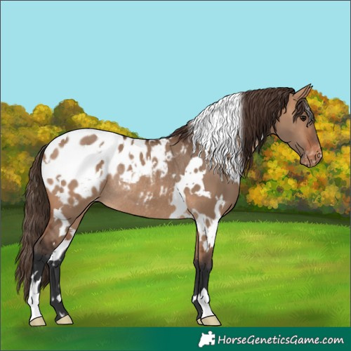 Horse Color:White Spotted Bay Dun Appaloosa Rabicano 