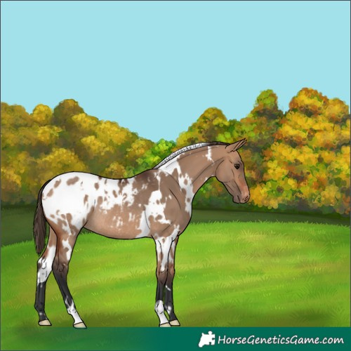 Horse Color:White Spotted Bay Dun Appaloosa Rabicano 