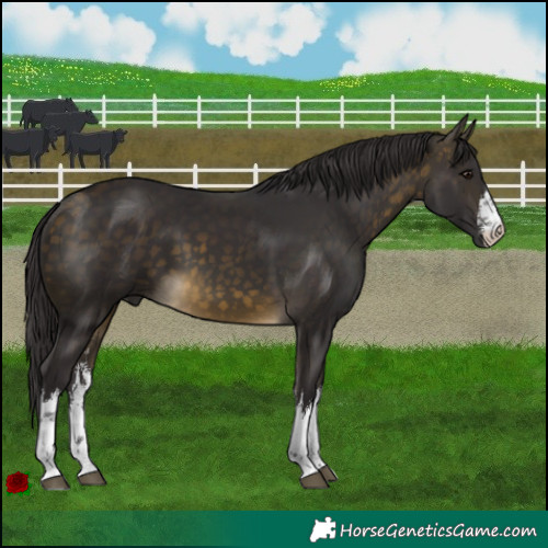Horse Color:White Spotted Buckskin 