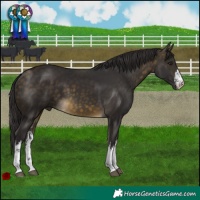 Horse Color:White Spotted Buckskin 