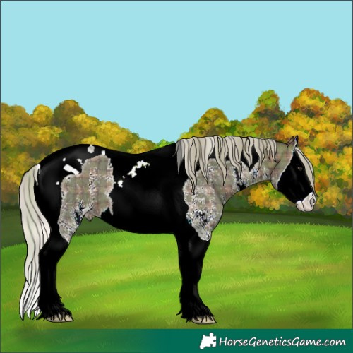 Horse Color:Plaid  Silver Brown Sabino Splash Tobiano 