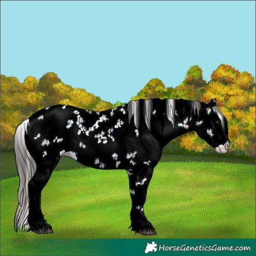 Horse Color:Liver Chestnut Sabino 