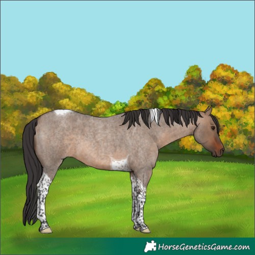Horse Color:Brown Roan Dun Tobiano 