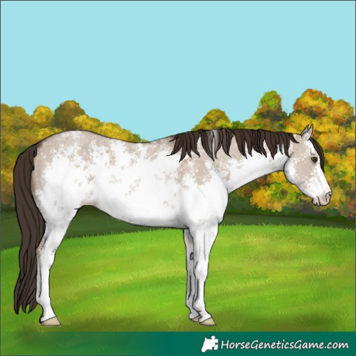 Horse Color:White Spotted Liver Red Dun Sabino 