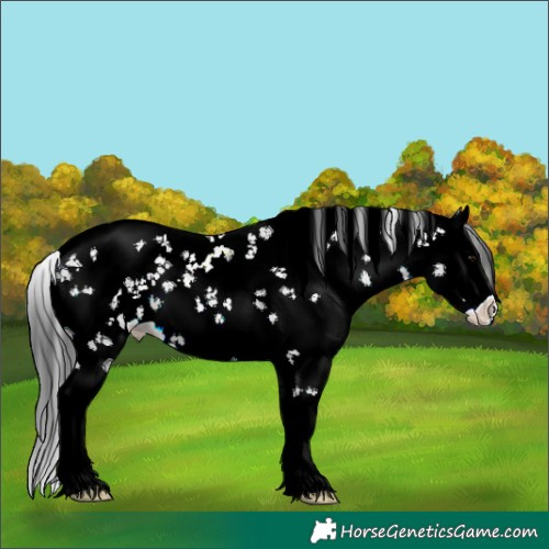 Horse Color:Brown Sabino Splash Rabicano 