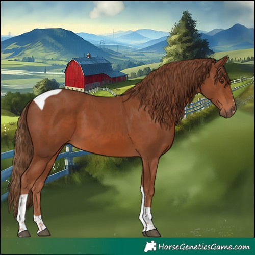 Horse Color:Chestnut Tobiano