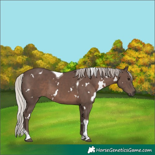 Horse Color:White Spotted Silver Black Tobiano 