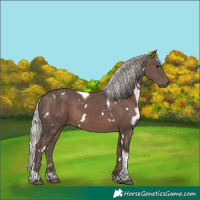 Horse Color:White Spotted Silver Black Tobiano 