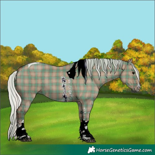 Horse Color:Plaid  Silver Grullo Sabino Tobiano 