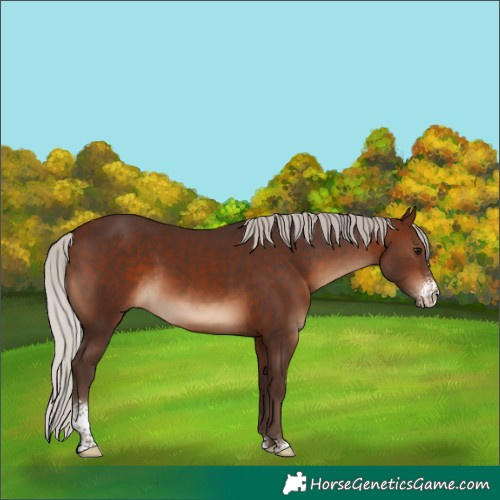 Horse Color:Silver Brown Sabino 