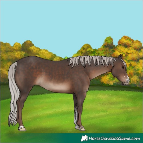 Horse Color:Silver Black Sabino 