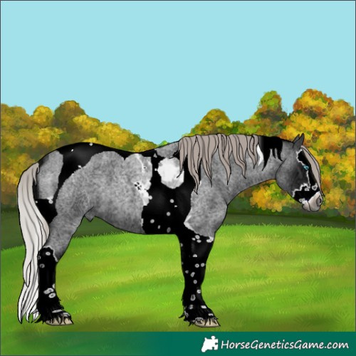 Horse Color:Gray Silver Brown Ice Roan Splash Tobiano 