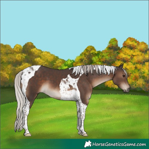 Horse Color:Silver Black Tobiano
