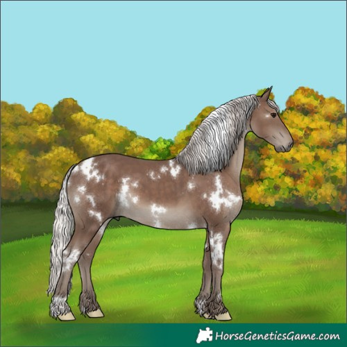 Horse Color:White Spotted Silver Black