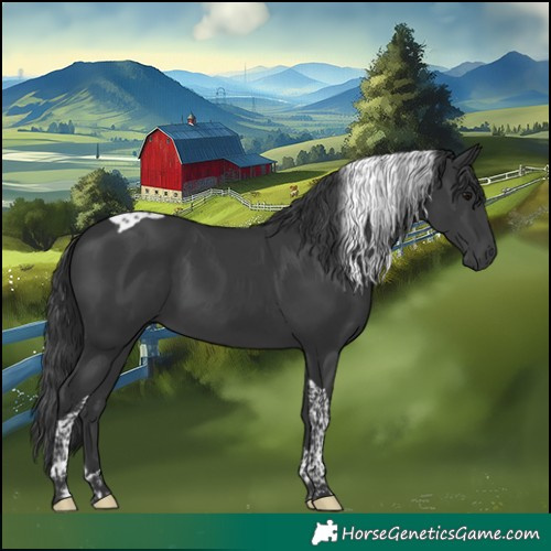Horse Color:Black Tobiano 