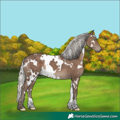 Horse Color:White Spotted Silver Black