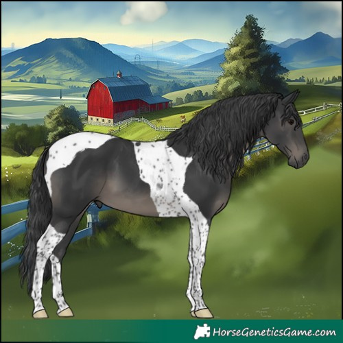 Horse Color:Black Tobiano 