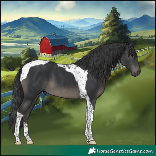 Horse Color:Black Tobiano