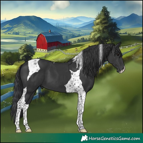 Horse Color:Black Tobiano