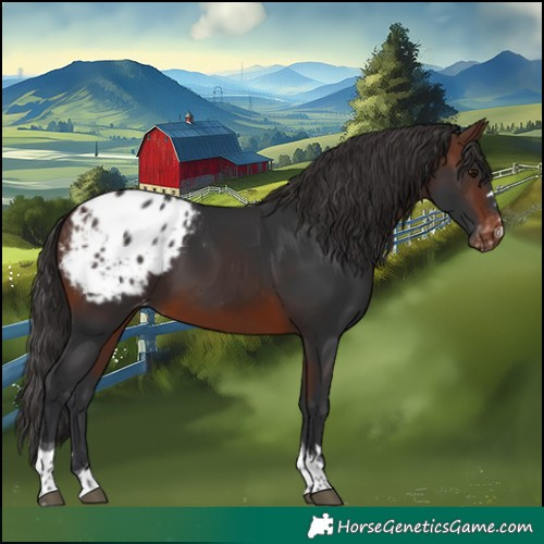 Horse Color:Brown Tobiano Appaloosa