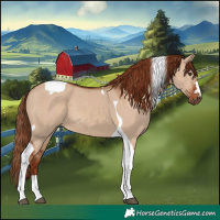 Horse Color:Red Dun Tobiano