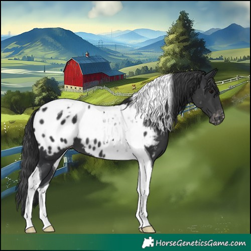 Horse Color:Black Tobiano Appaloosa 