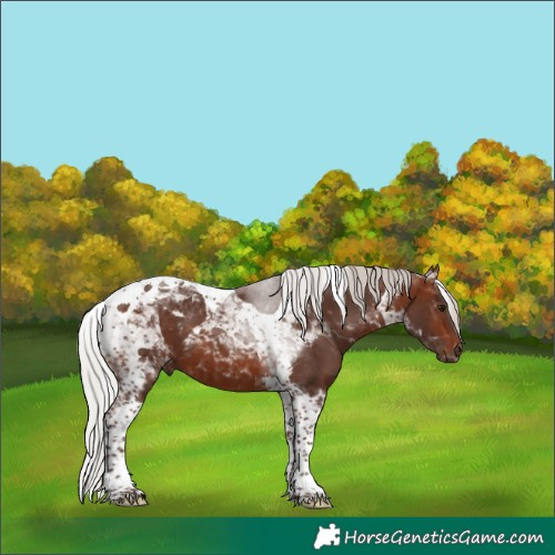 Horse Color:Silver Brown Tobiano 