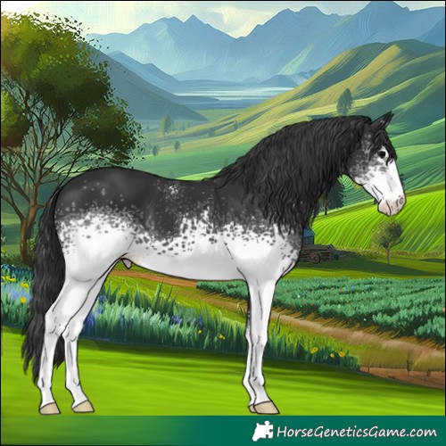 Horse Color:White Spotted Black