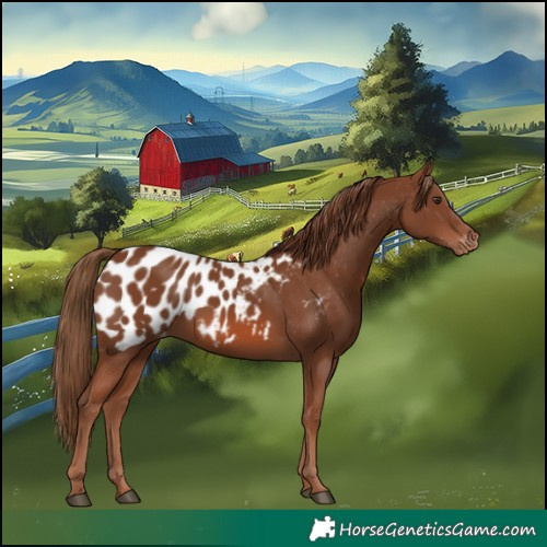 Horse Color:Chestnut Appaloosa