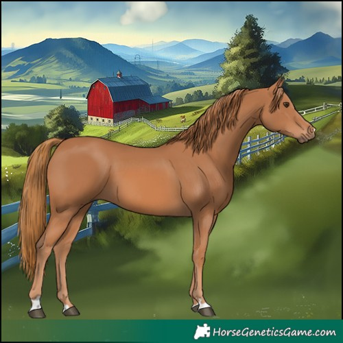 Horse Color:Chestnut 