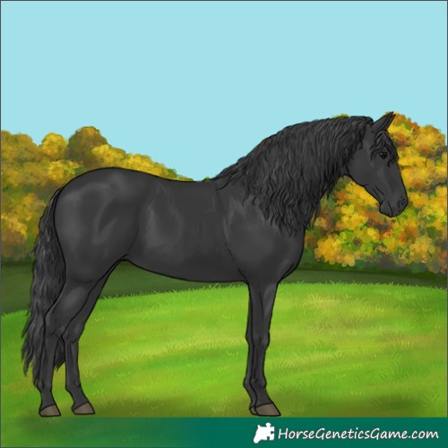 Horse Color:Black 