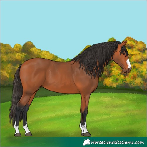 Horse Color:Bay 