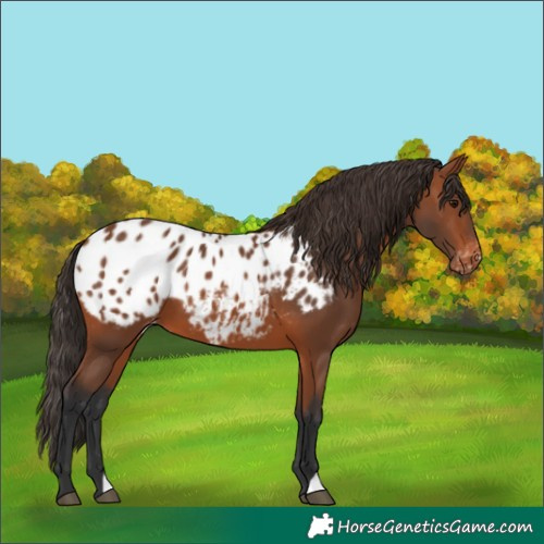Horse Color:Bay Appaloosa