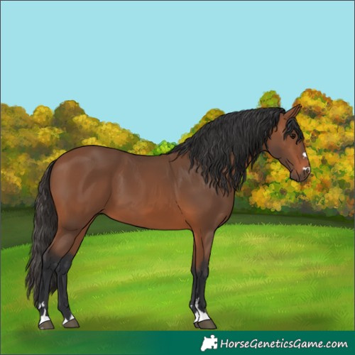 Horse Color:Bay 