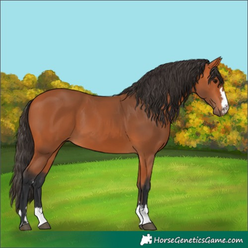 Horse Color:Bay 