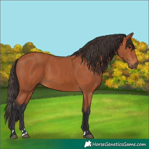 Horse Color:Bay 