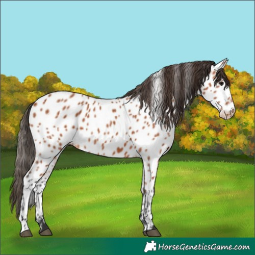 Horse Color:Bay Appaloosa