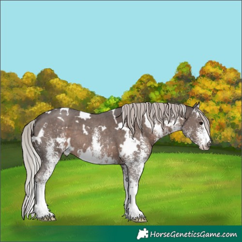 Horse Color:White Spotted Silver Black 
