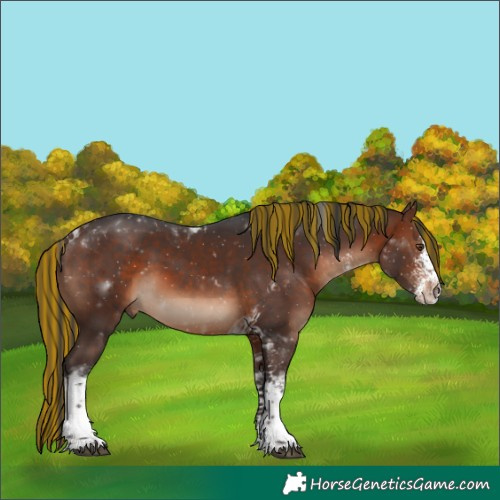Horse Color:Painted White Spotted Brown Tobiano 