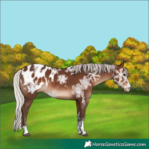 Horse Color:White Spotted Silver Brown Ice Appaloosa 