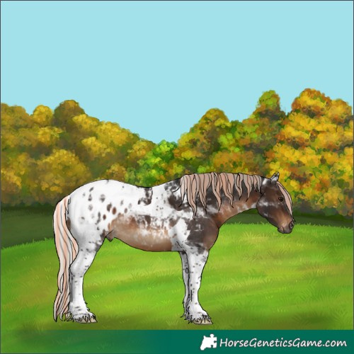 Horse Color:Gray Painted Silver Brown Tobiano Appaloosa 