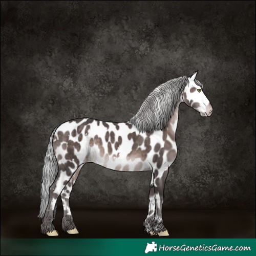 Horse Color:Platinum White Spotted Silver Brown Appaloosa 