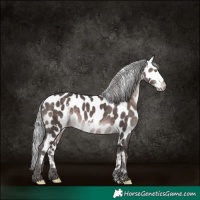 Horse Color:Platinum White Spotted Silver Brown Appaloosa